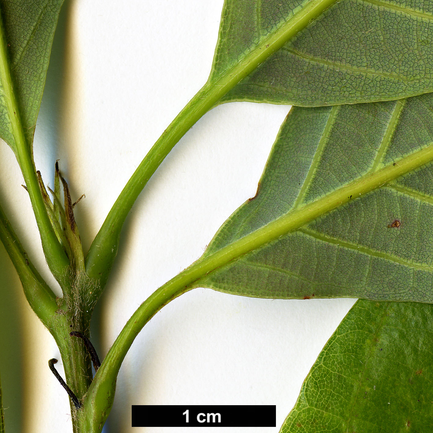 High resolution image: Family: Fagaceae - Genus: Quercus - Taxon: schottkyana